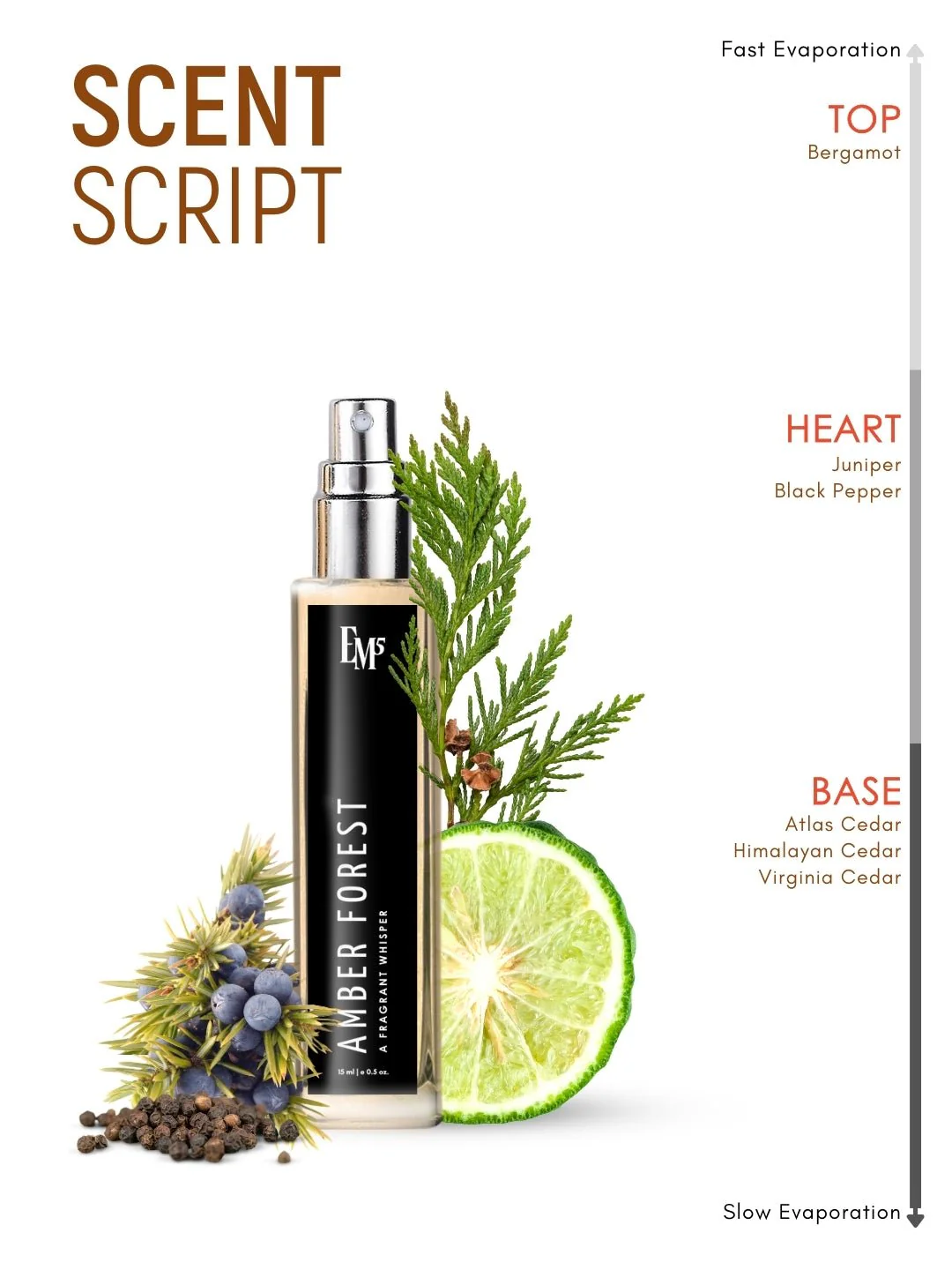 Amber Forest | Eau De Parfum - Image 10